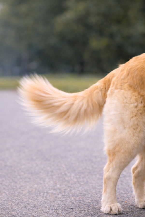 Co znamená, když pes vrtí ocasem?